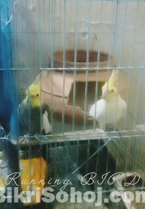 ককাটেল পাখি